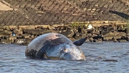 Costanera: apareció otra ballena muerta, en la zona frente a Tierra Santa
