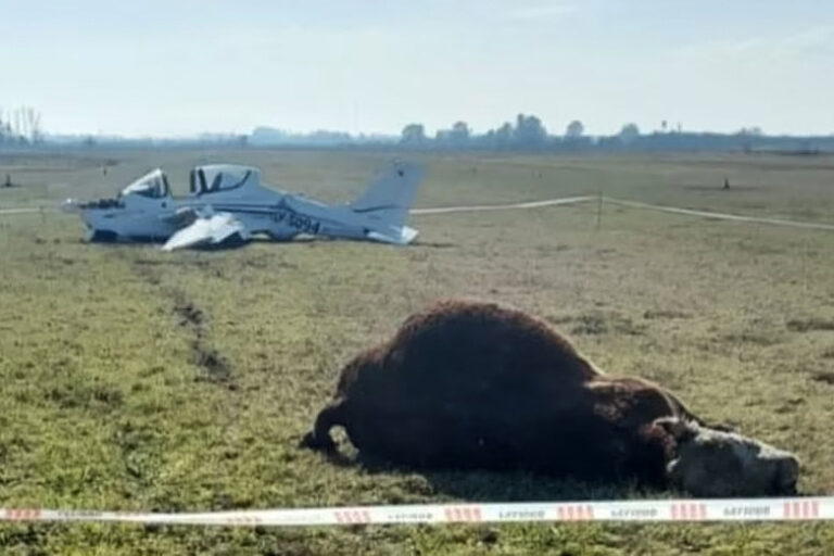 Un toro murió embestido por una avioneta