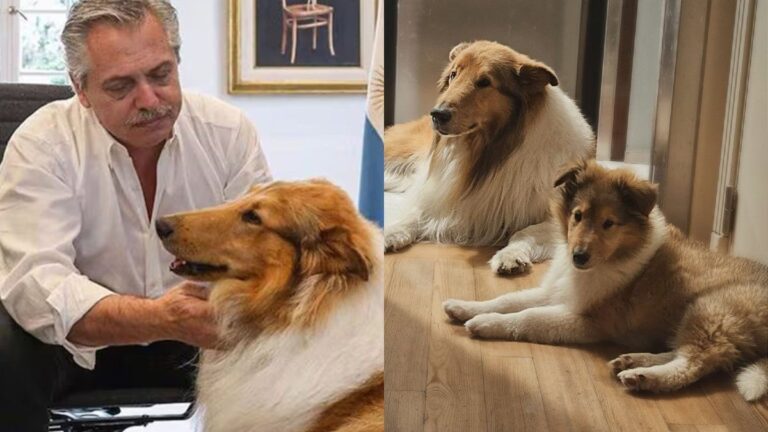 Alberto Fernández presentó su nueva mascota en las redes sociales: «Ahora hablan de otros ‘perros consejeros'»