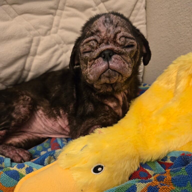 Tenía tan solo un año cuando la rescataron temblando de dolor y en carne viva: Era una sombra pero quería sentirse mejor